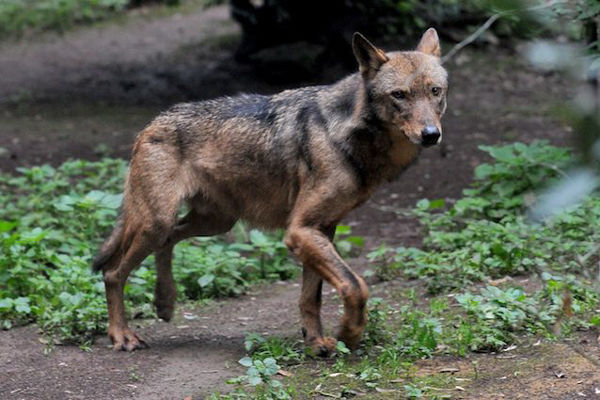 Wolf Dog 