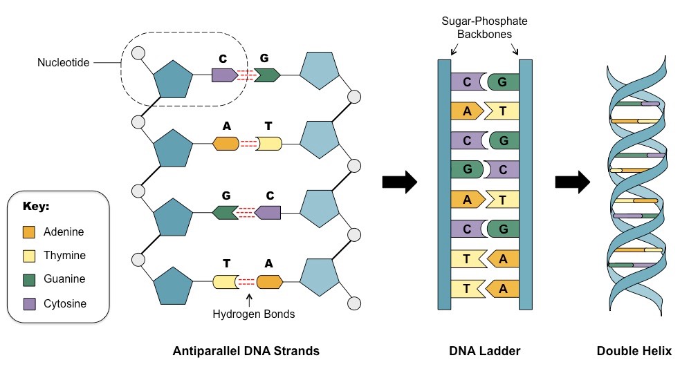 double stranded DNA