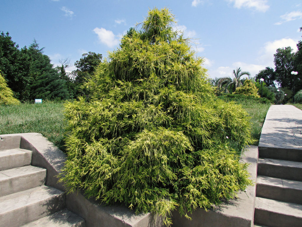 False Cypress (Chamaecyparis spp.)