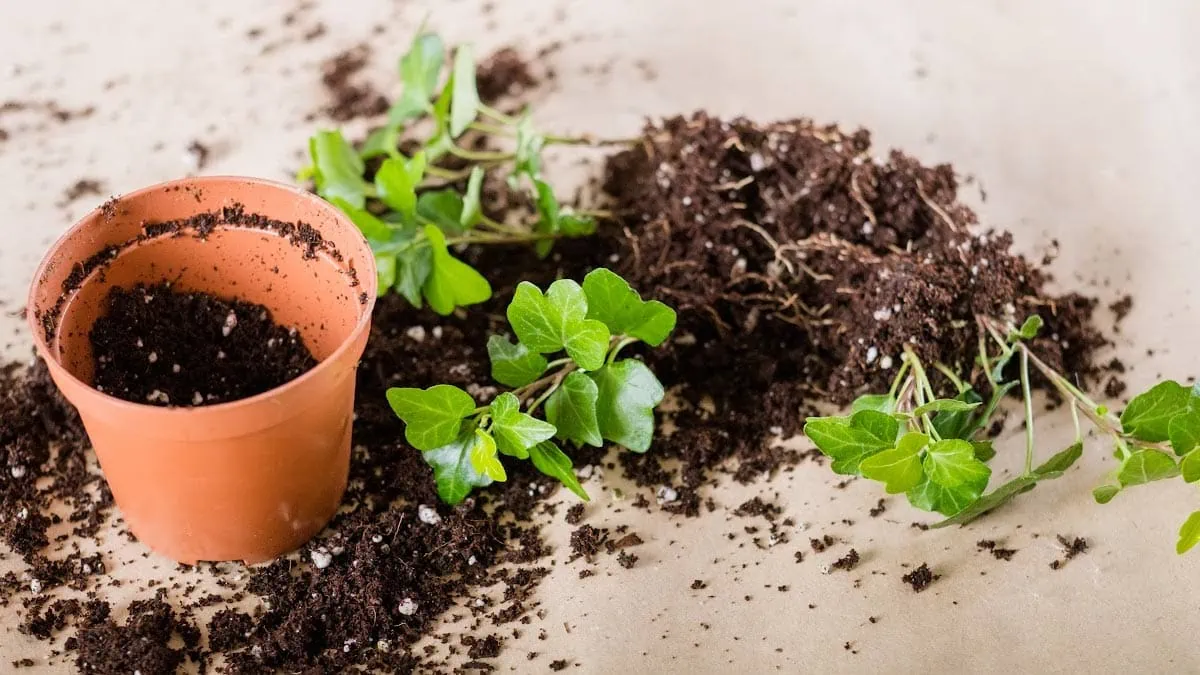 Use Quality Potting Mix for Starting Seedlings