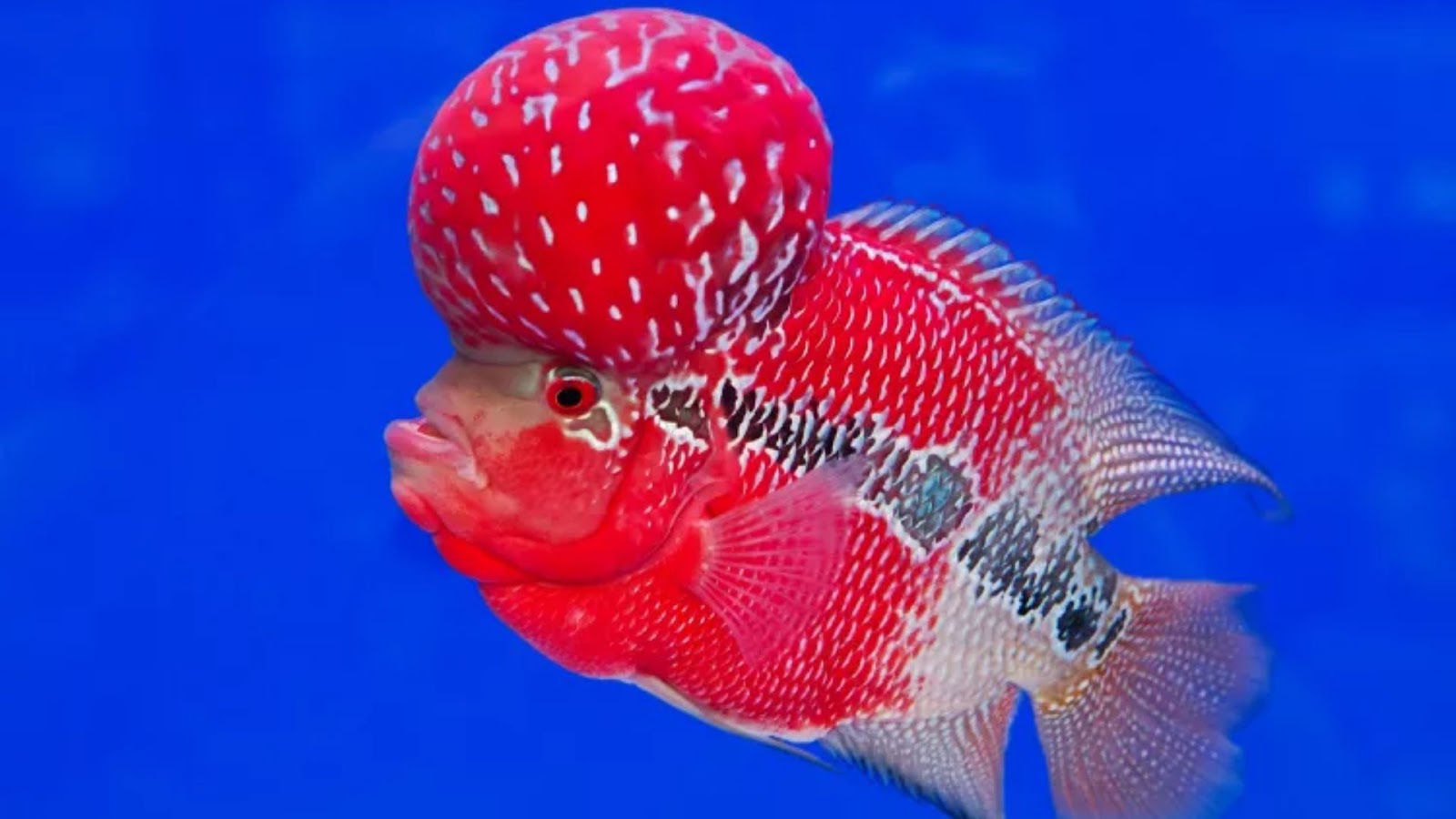 Lucky fish for home: Flowerhorn Fish.