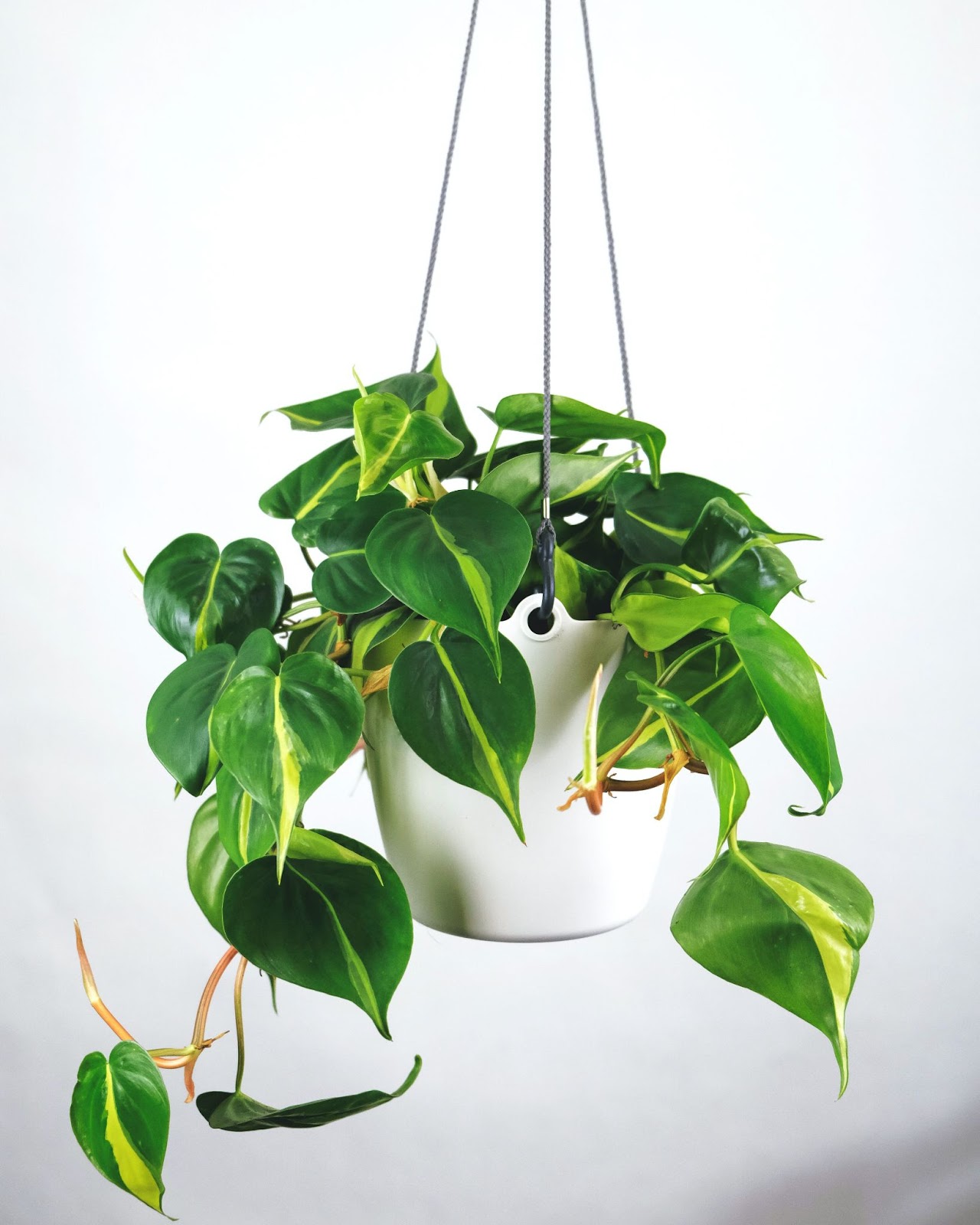 Heart-Leaf Philodendron in a hanging basket. 
