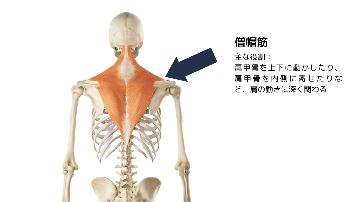 肩こりの原因となりやすい筋肉である僧帽筋についての画像