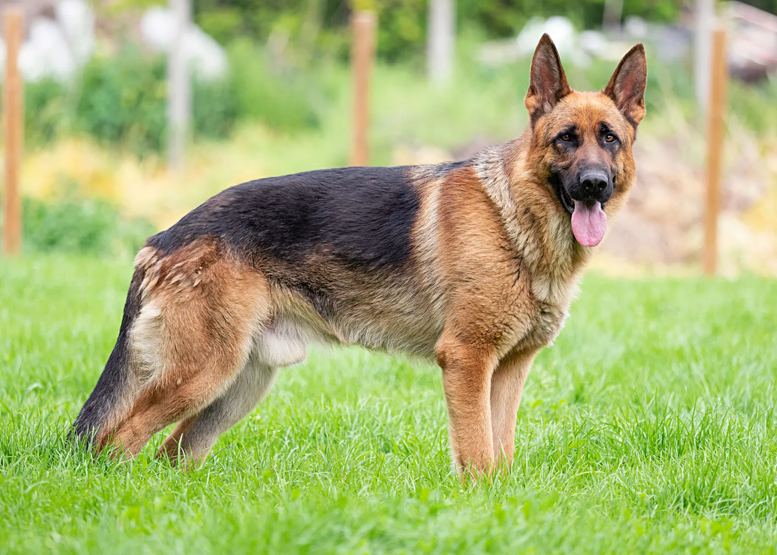 German Shepherds