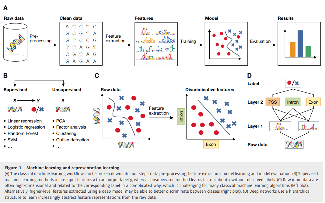 Transformative Applications of Deep Learning in Regulatory Genomics and Biological Imaging