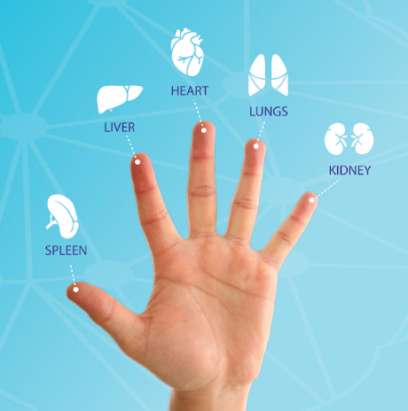  The UCMAS 6-Finger Technique stimulates fingertip acupoints linked to digestion, respiratory health, immune function, and emotional balance, enhancing children's overall well-being.