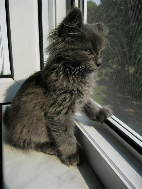 A cat sitting on a window sill

Description automatically generated