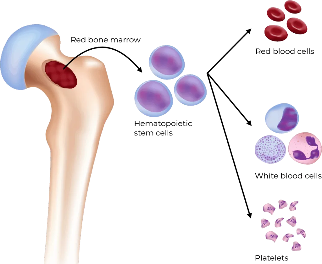 Hematopoietic Stem Cells 