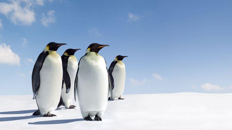 Penguin | Features, Habitat, & Facts | Britannica