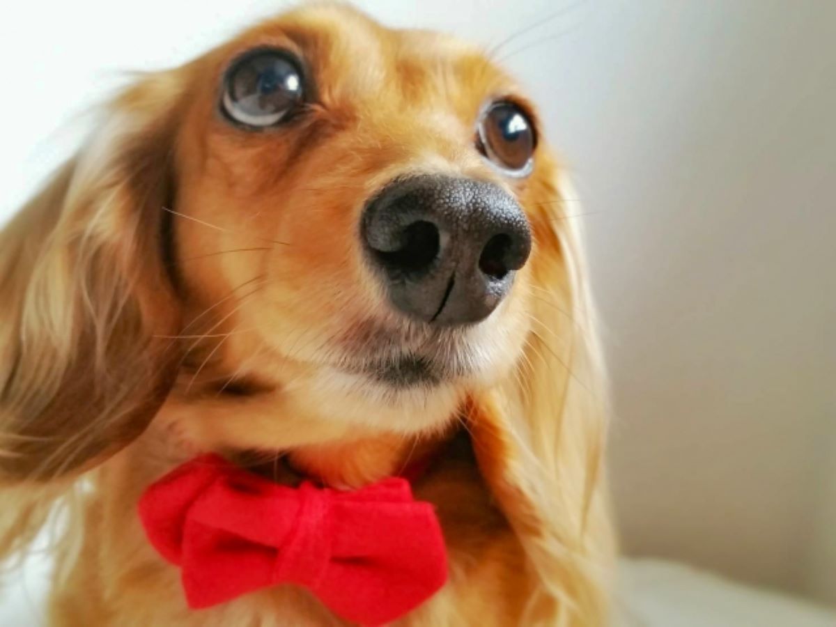 赤い蝶ネクタイを身につけた愛犬