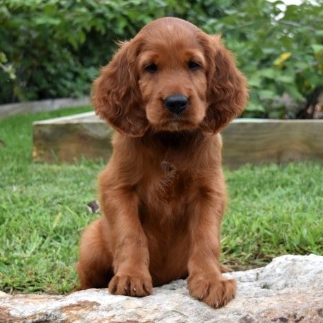 irish setter