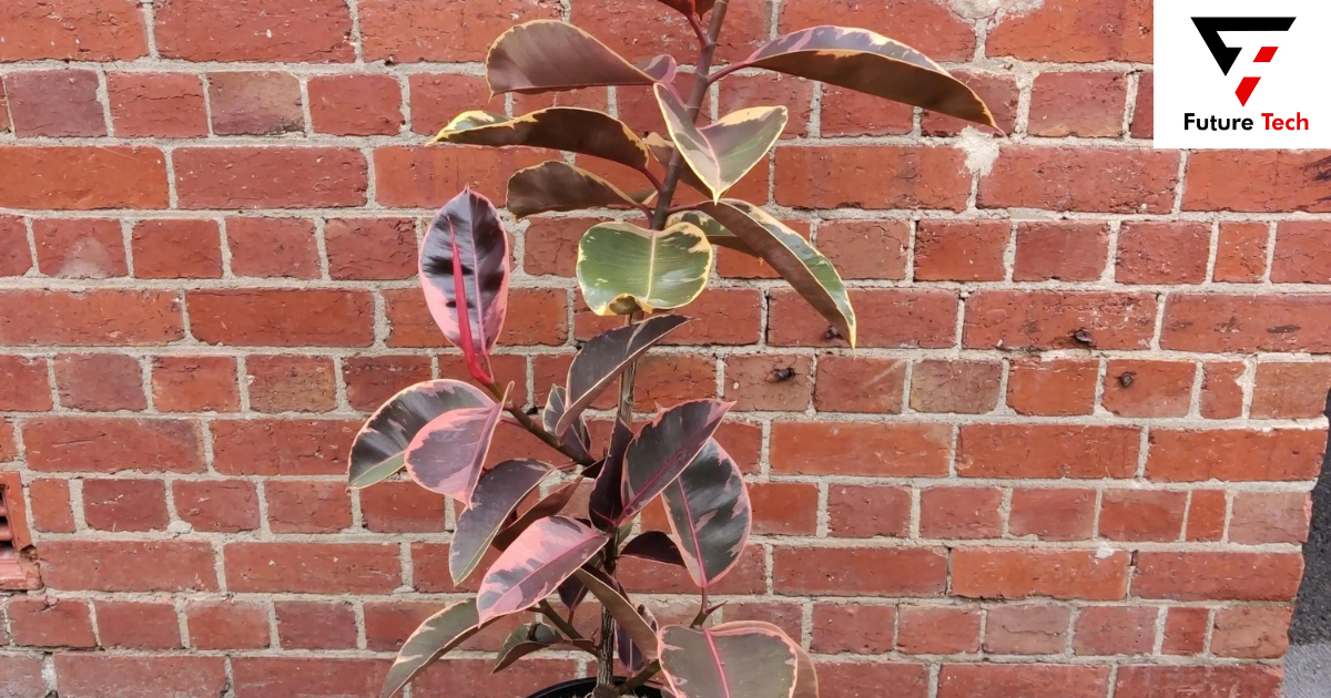 Facts About Ficus Elastica Ruby Growth