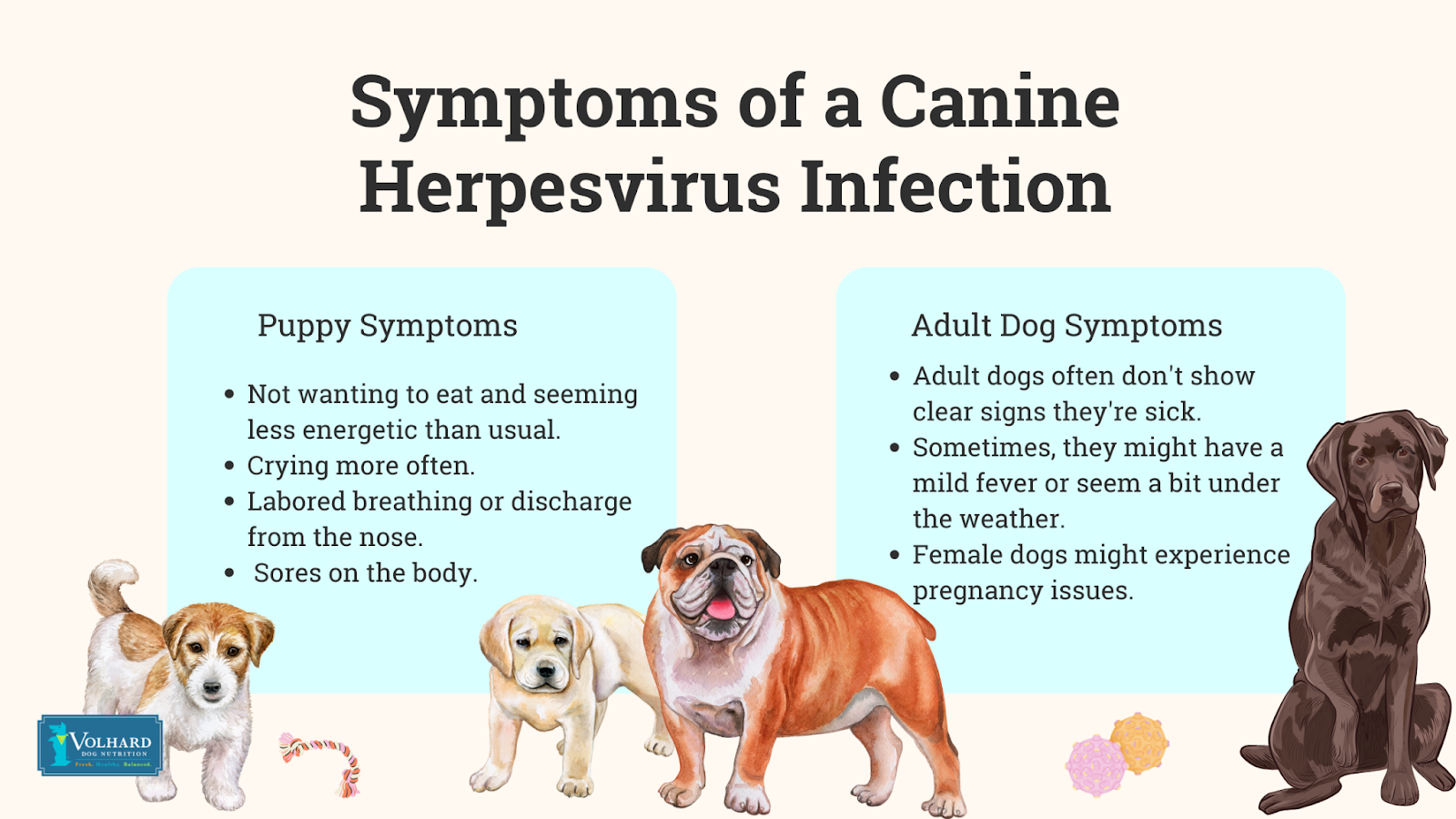 Symptoms of canine herpesvirus infection