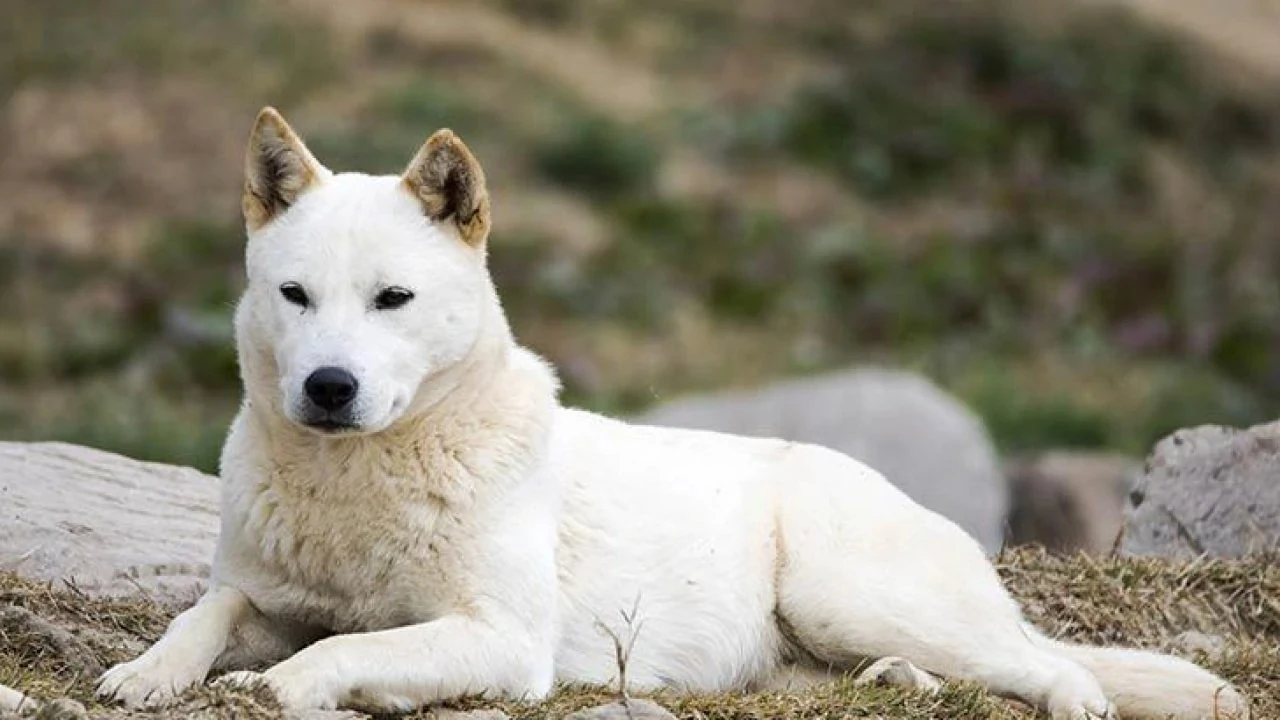 Dogs That Look Like Foxes