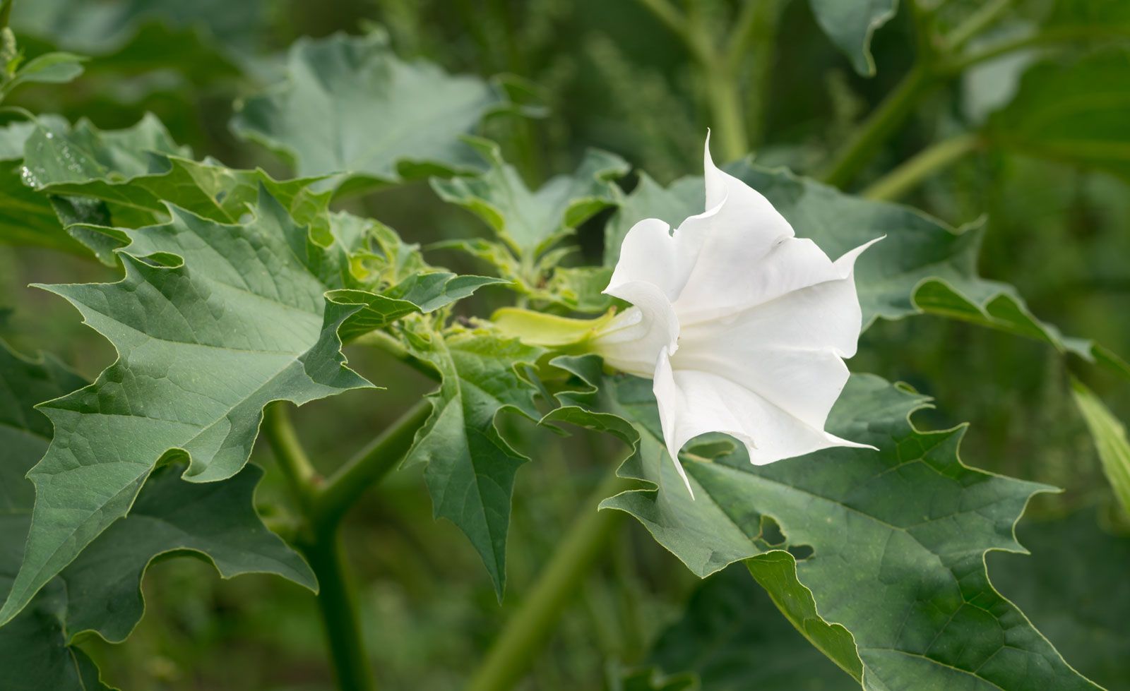 Jimsonweed | Plant, Hallucinogen, Poisonous, & Facts | Britannica