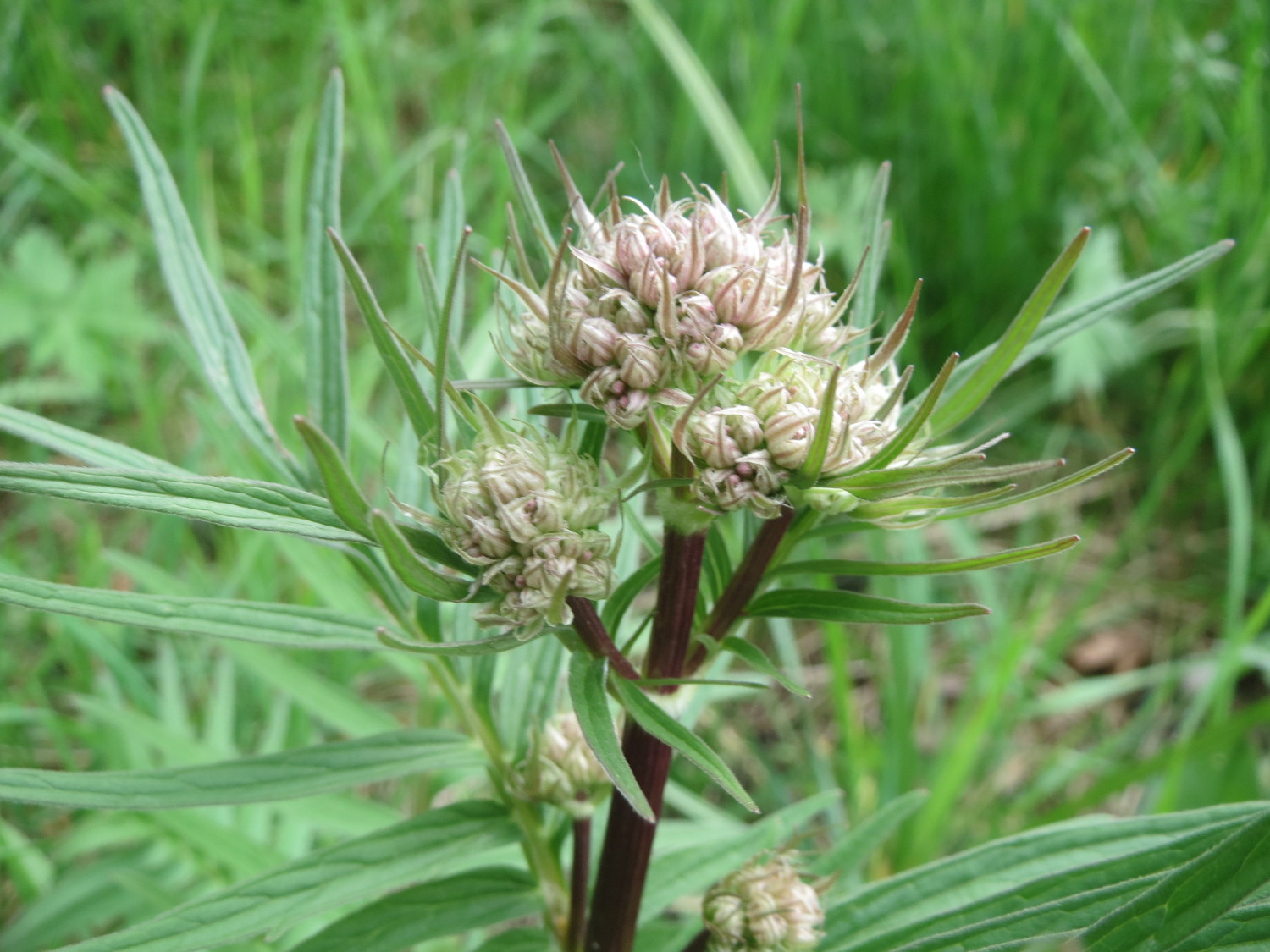 I Benefici del Consumo di Tè di Valeriana per la Salute