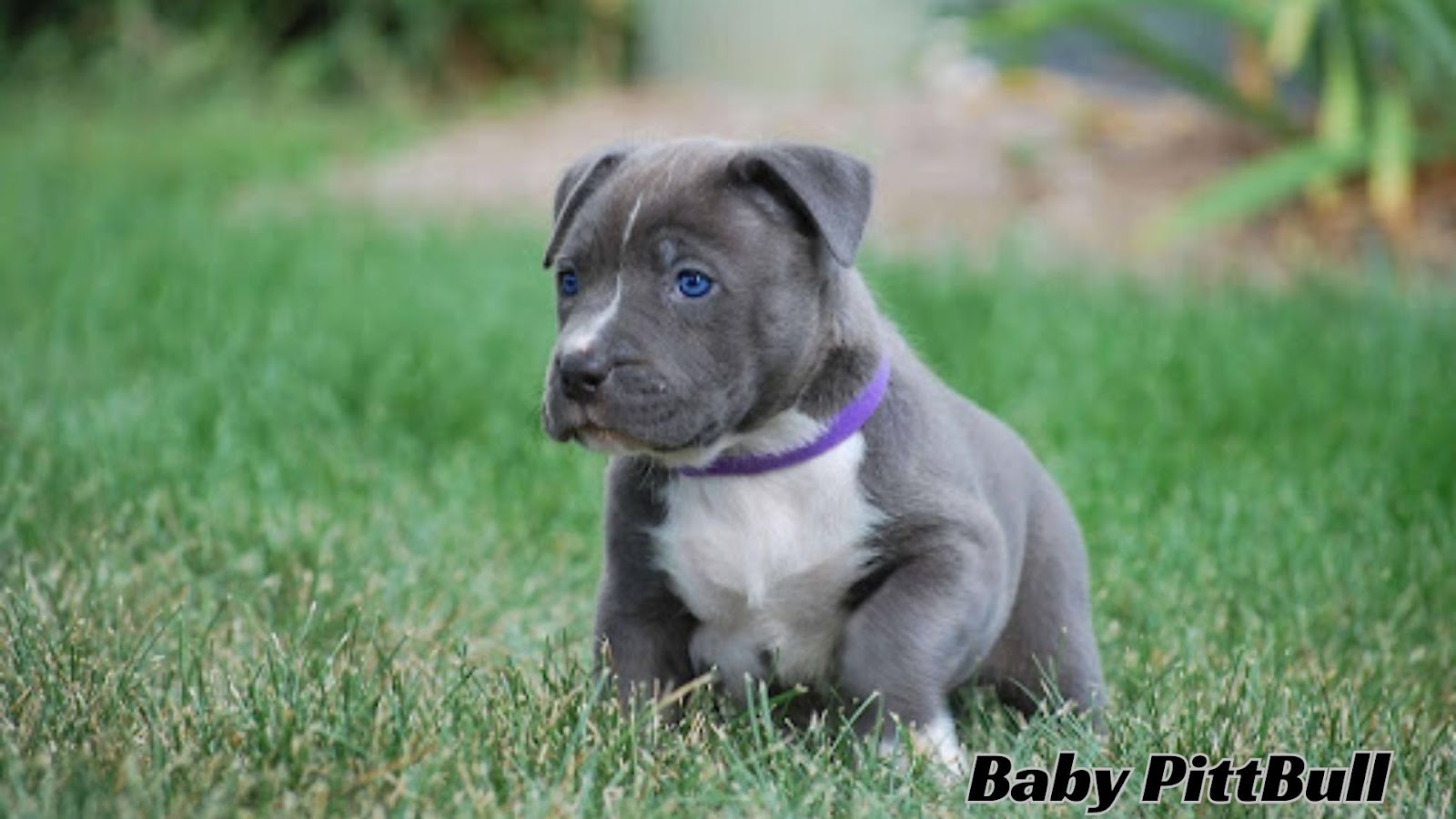 Baby Pitbull