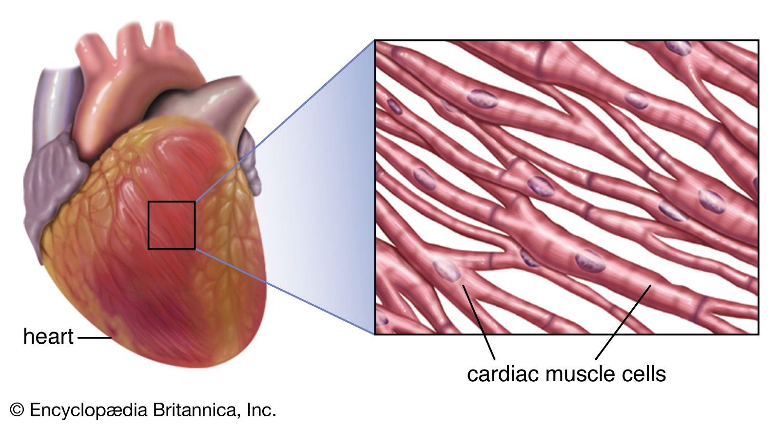 Cardiac muscle | Definition, Function, & Structure | Britannica