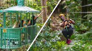 Rainforest Adventures: Adrenaline Zip Line - Babonneau | Project Expedition