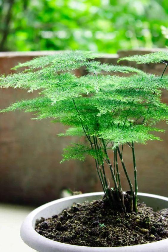 Asparagus Fern 