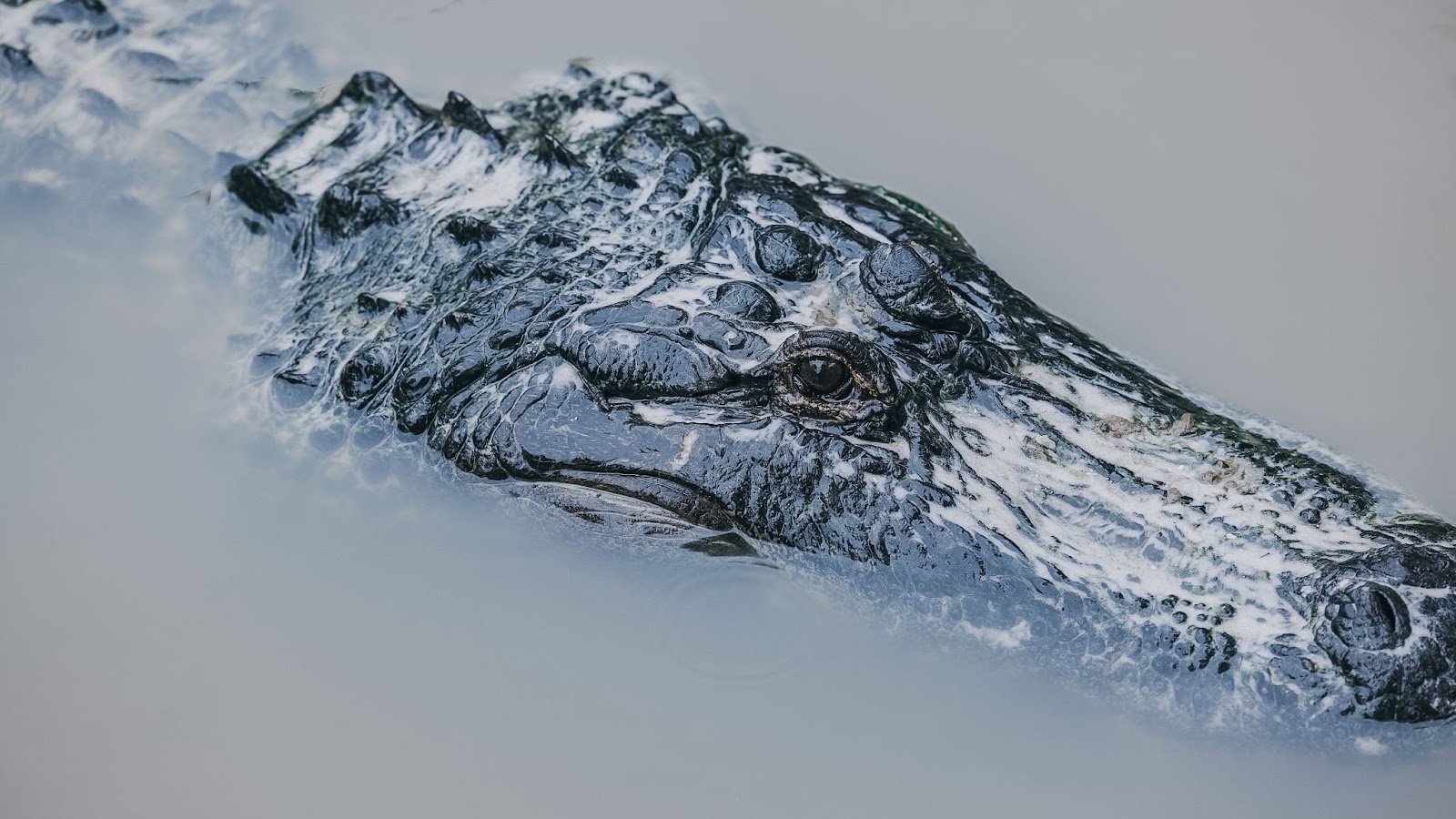 An adult crocodile peeks out of the water at the Wild Florida Everglades