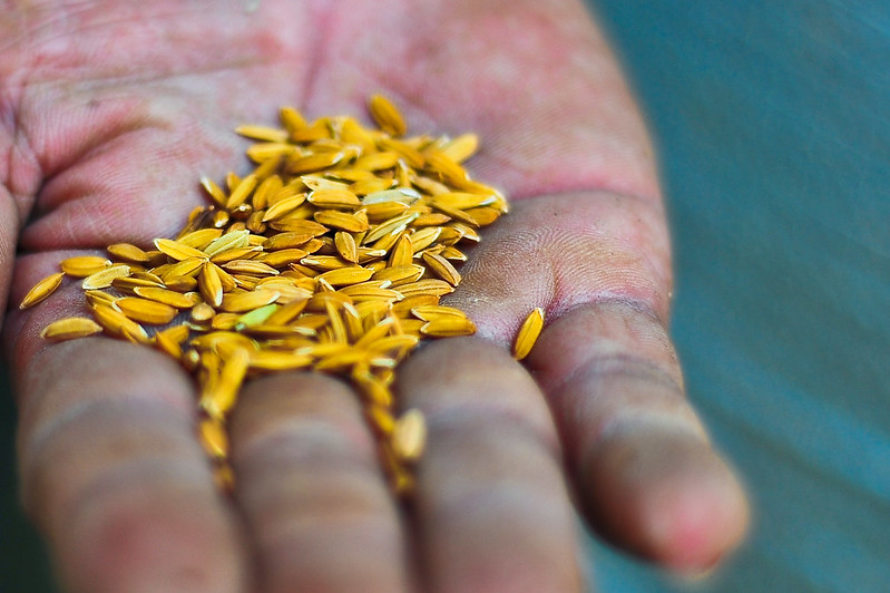 Golden rice image courtesy Isagani Serrano/CPS and shared under a Creative Commons license.