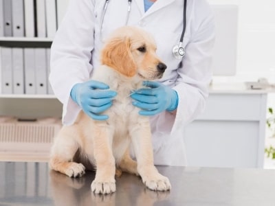 vet consulting for dogs