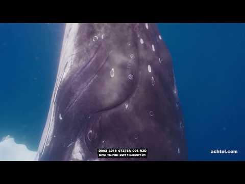 Humppback Whale 4K