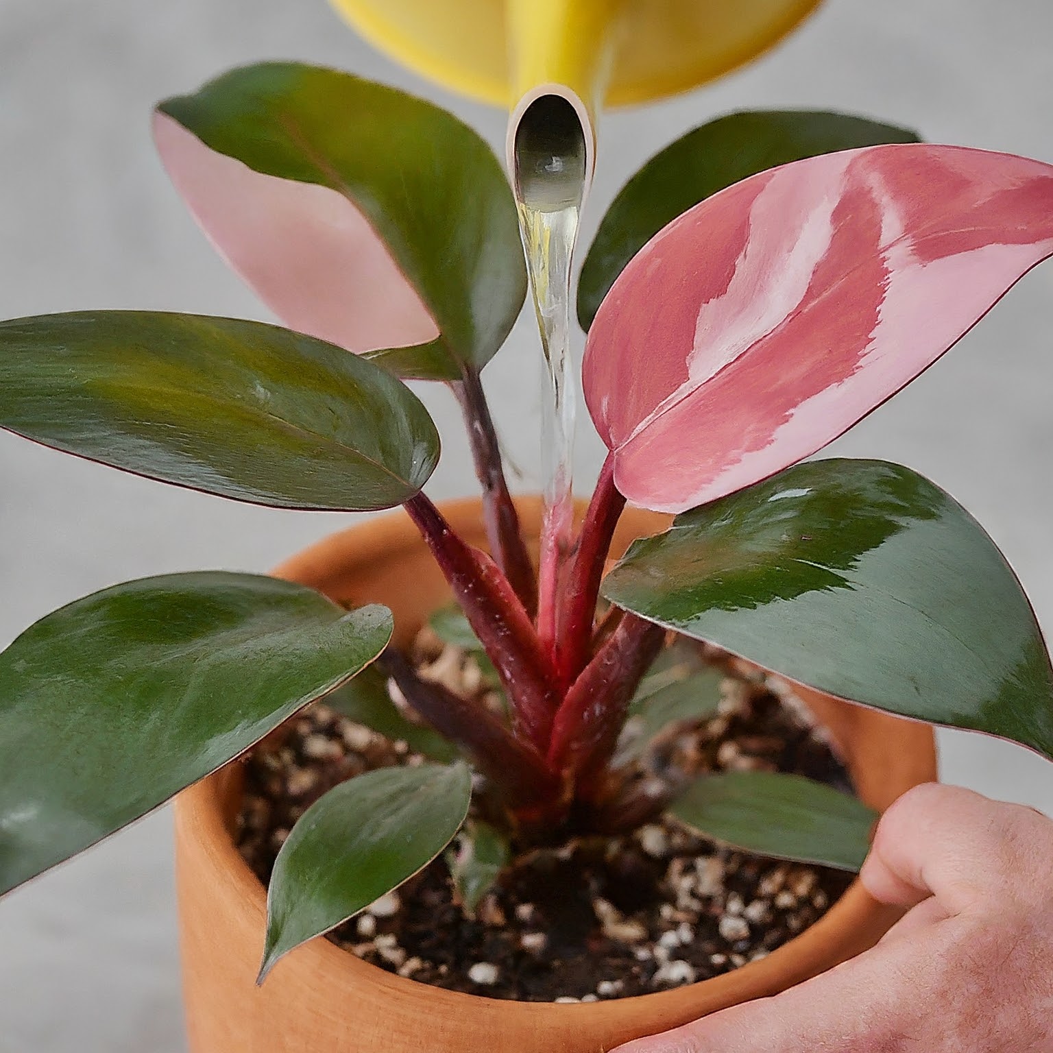 Watering Pink Princess Philodendron