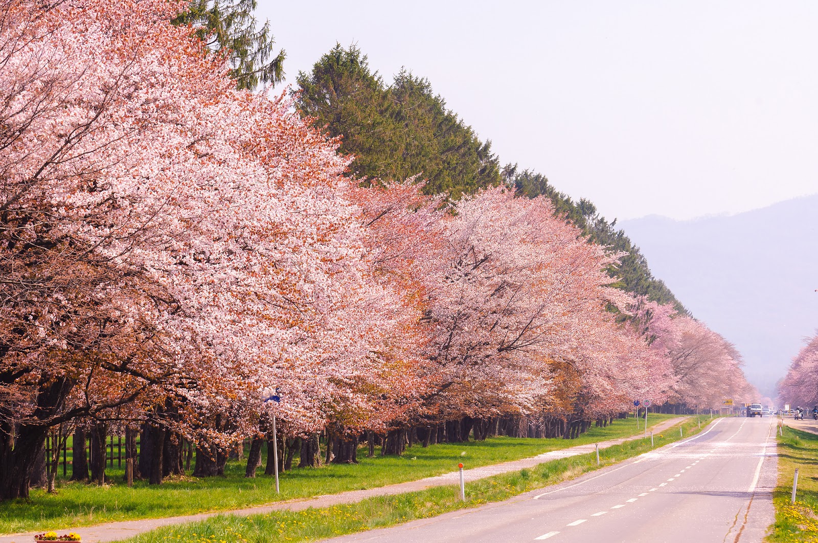 5.新日高町「二十間道路桜並木」