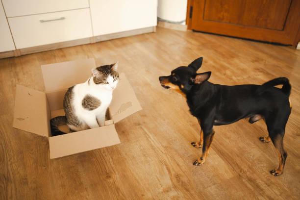 A dog looking at a cat in a box

Description automatically generated