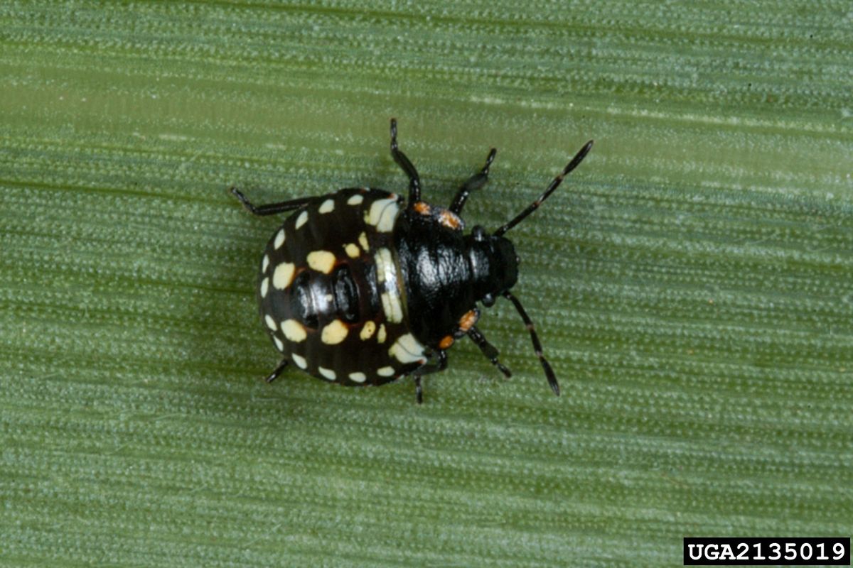 Practical Steps for Responding to Stink Bug Dreams
