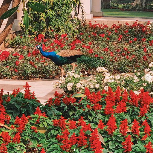 Peacock at PM House