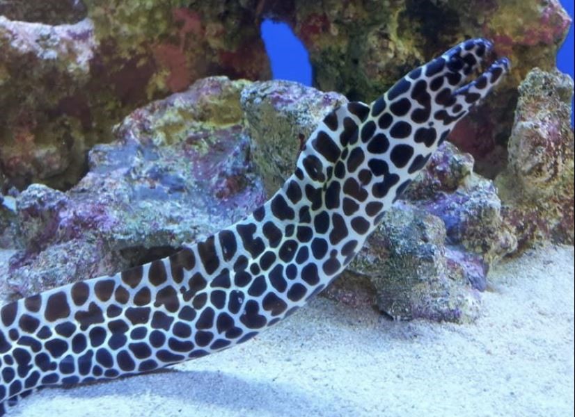 Saltwater Fish for Aquariums - Tessalata Eel