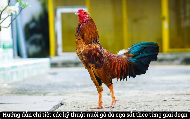 Hướng dẫn chi tiết các kỹ thuật nuôi gà đá cựa sắt theo từng giai đoạn