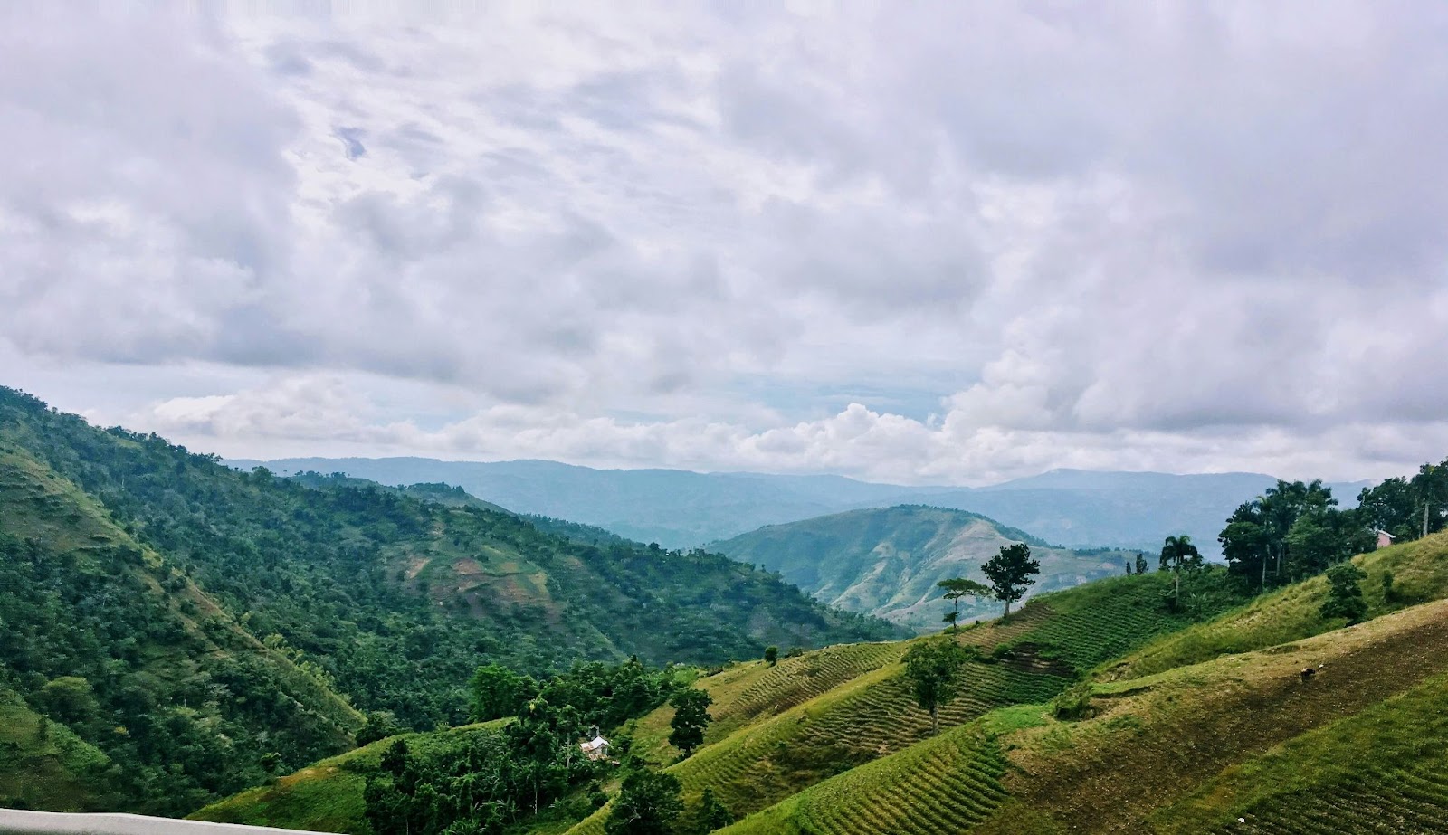 Verdant coffee plantations rolling over the hillsides of Jacmel Bay, Haiti