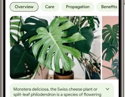 An overview description of a plant