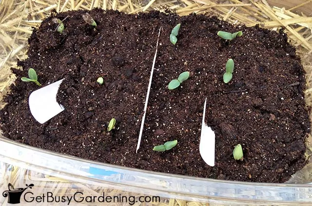Cucumber seeds also germinate faster with optimal soil temperature, air circulation and humidity