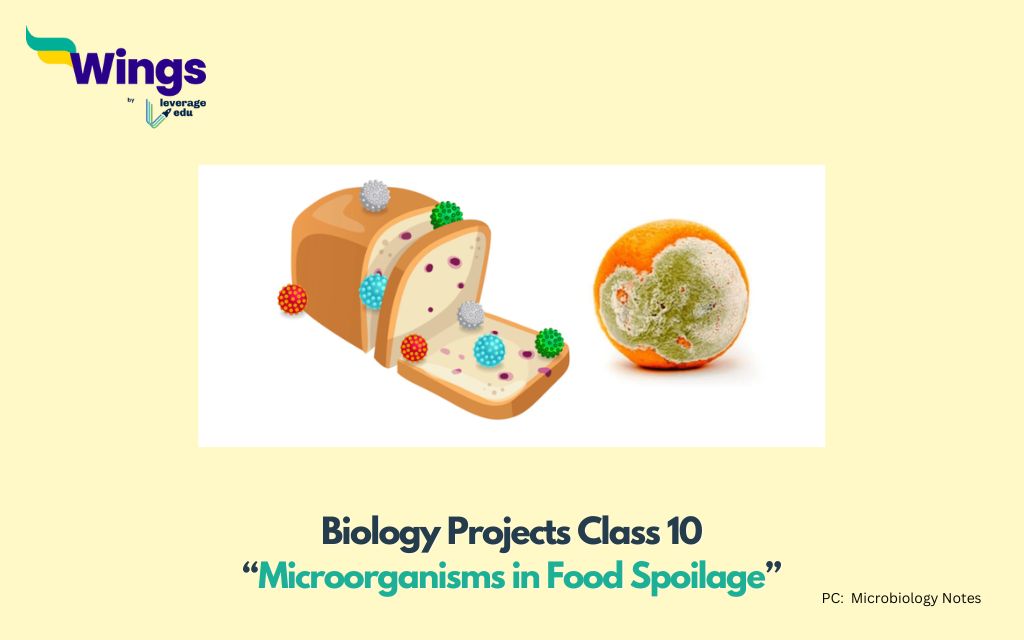 Biology Project Class 10: Microorganisms in Food Spoilage