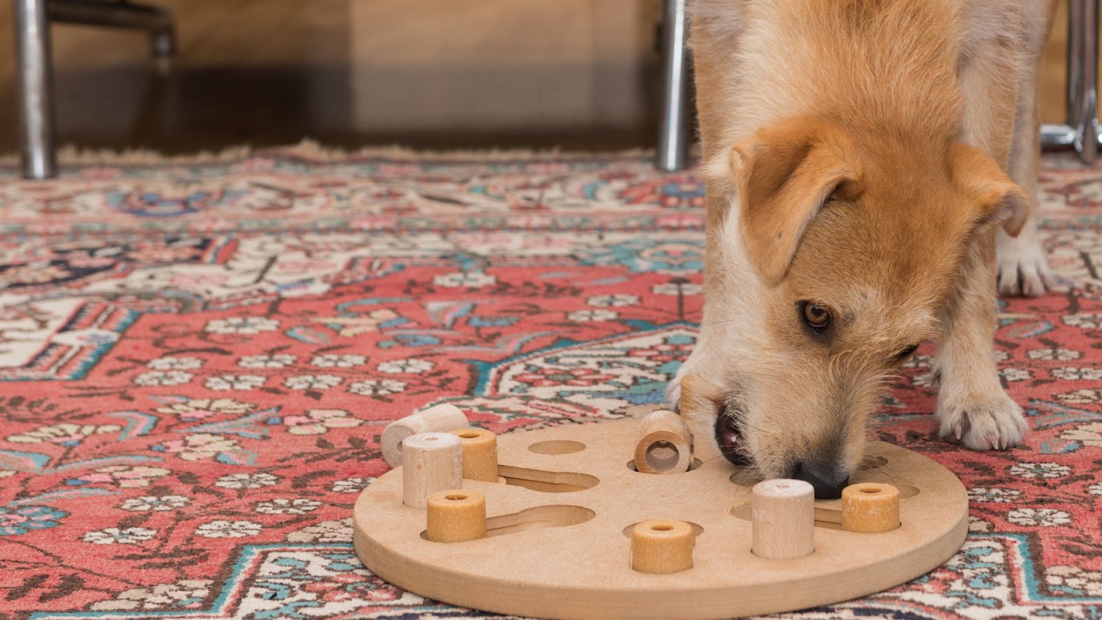 Dog Puzzle Toys