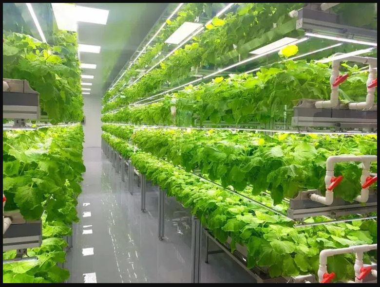 C:\Users\PROCONTEC LTD\Desktop\Agritech Digest Kenneth\How foods are grown images\vertical farms.JPG