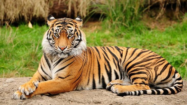 Tigers stripe
