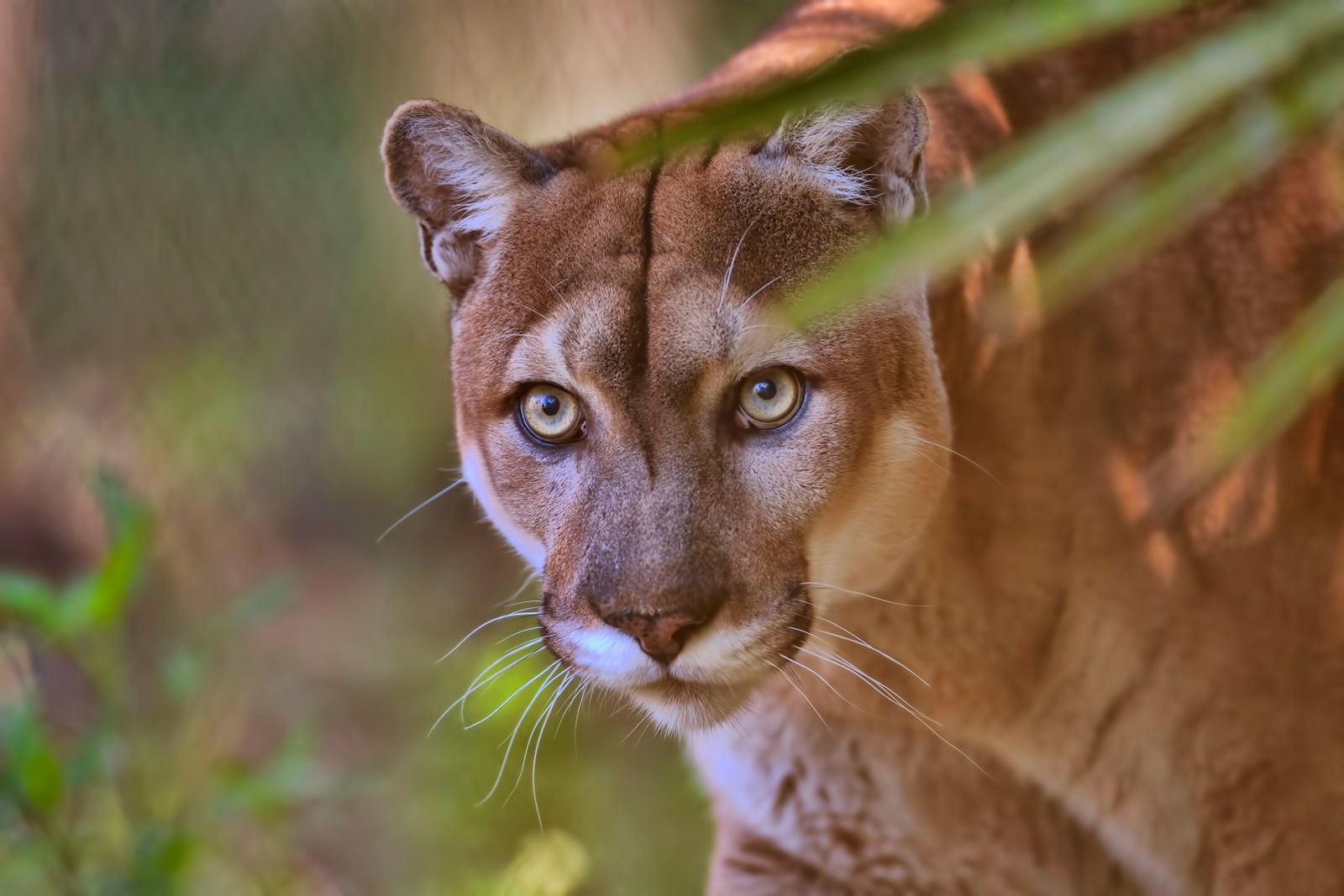 Florida panther | Diet, Habitat, & Facts | Britannica