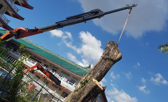 tree pruning service in singapore