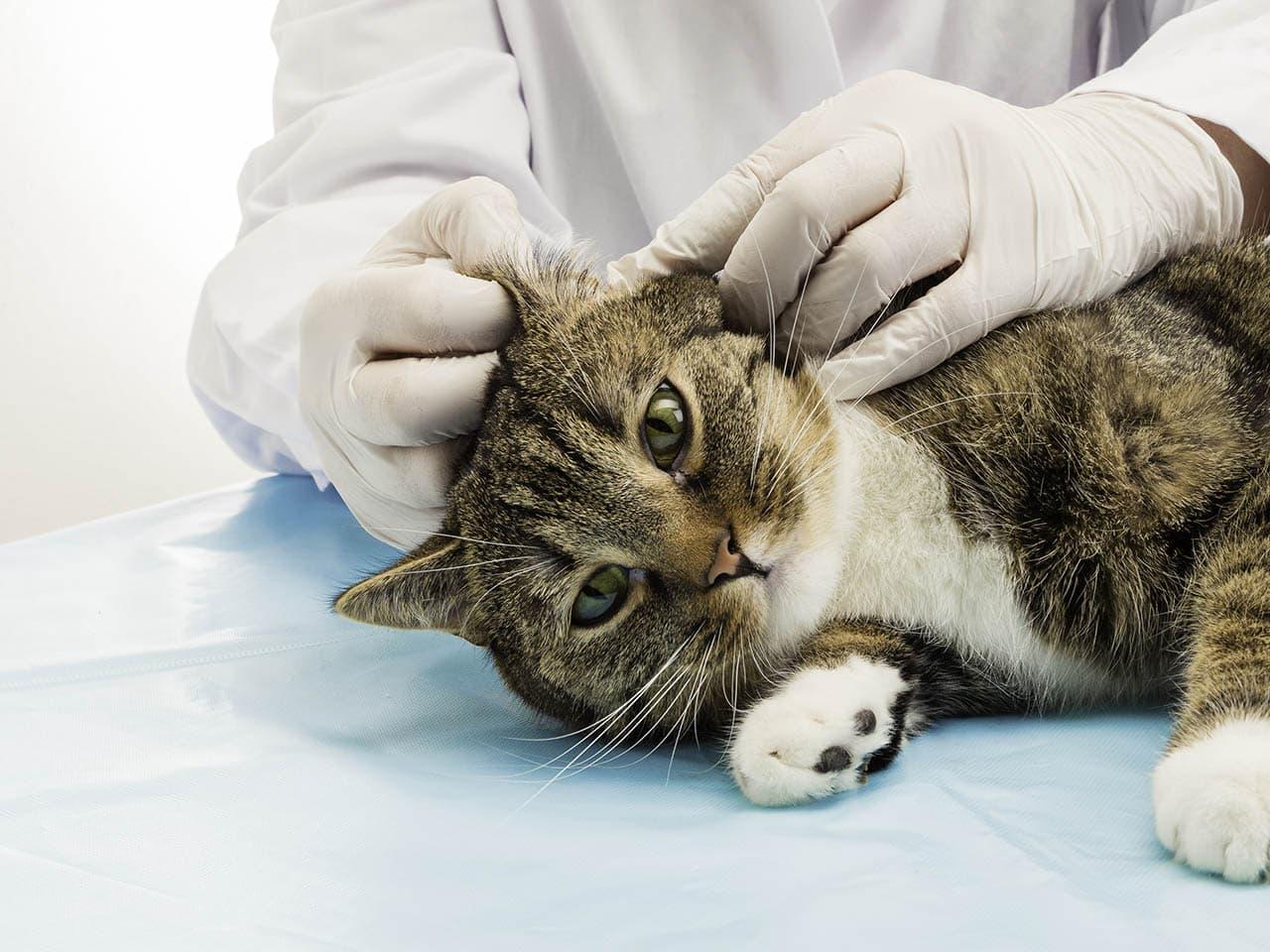 veterinario revisando la oreja del gato