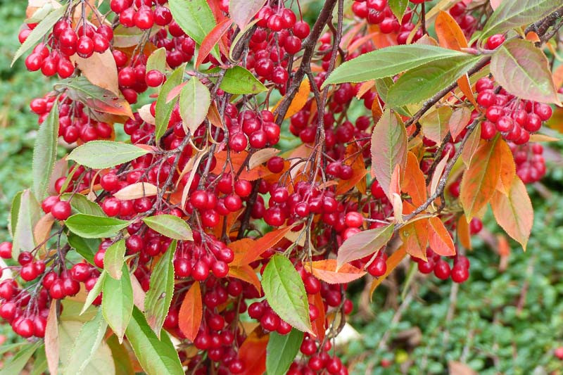 Red chokeberry (Aronia arbutifolia)