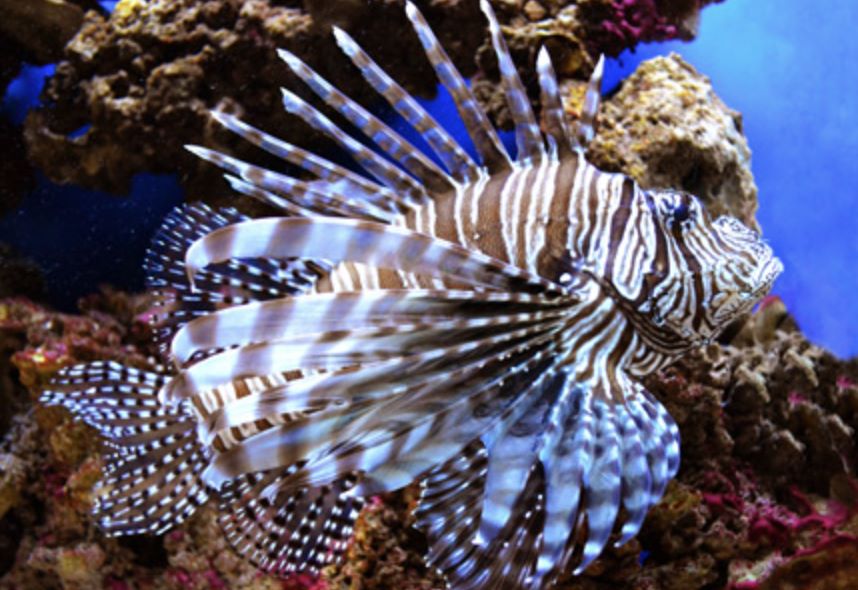 Saltwater Fish for Aquariums - Large Lionfish such as the Volitan Lionfish
