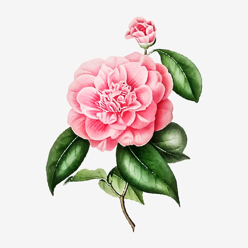 Che colori possono avere le camelie?