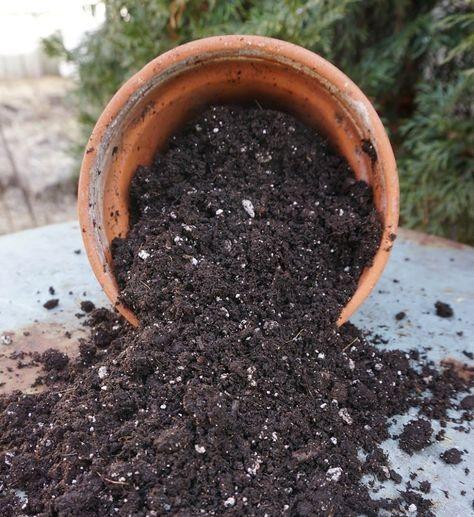 Potting Soil