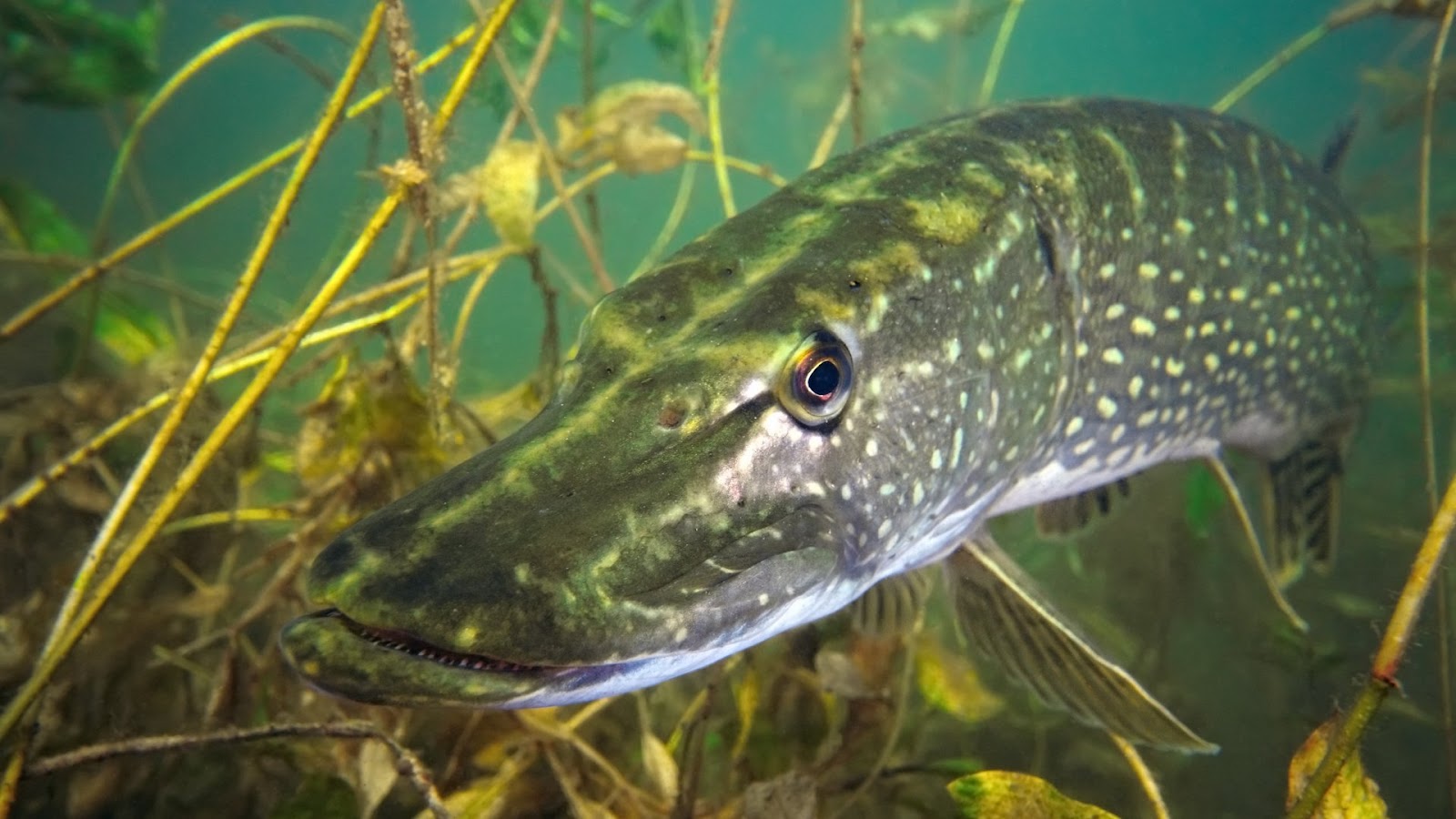 Secret life of Pike Fish - Habitat and seasonal behavior